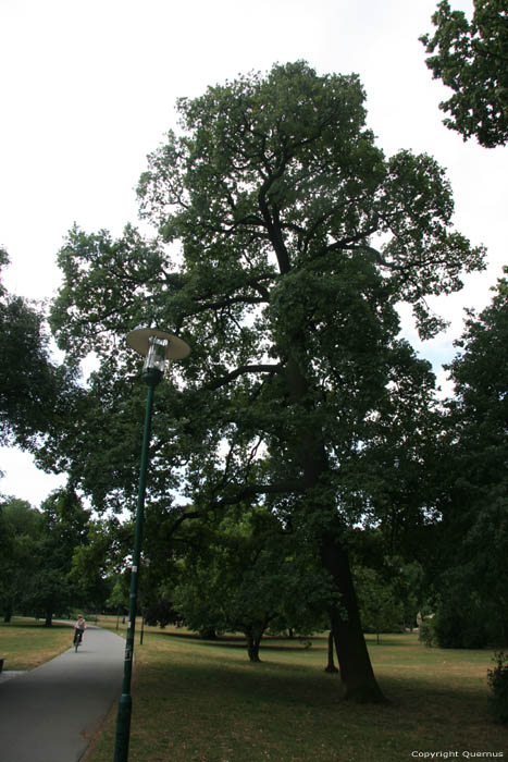 Julius Reiber Oak Darmstadt / Germany 