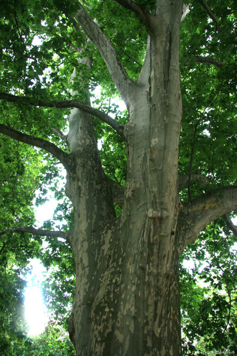Platan tree Pragues in PRAGUES / Czech Republic 