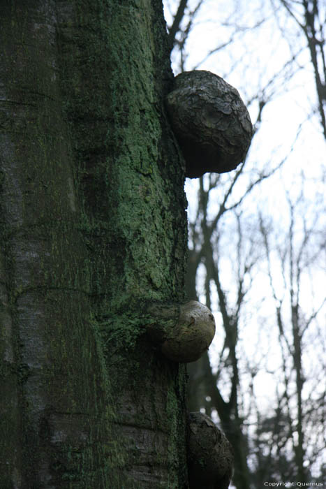 Bos Gemeentepark MERKSEM in ANTWERPEN / BELGI 