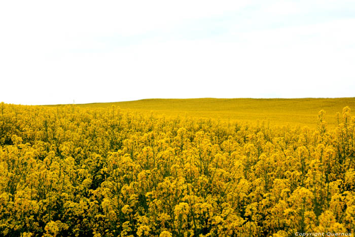 Landschap met Koolzaad Charroux / FRANKRIJK 