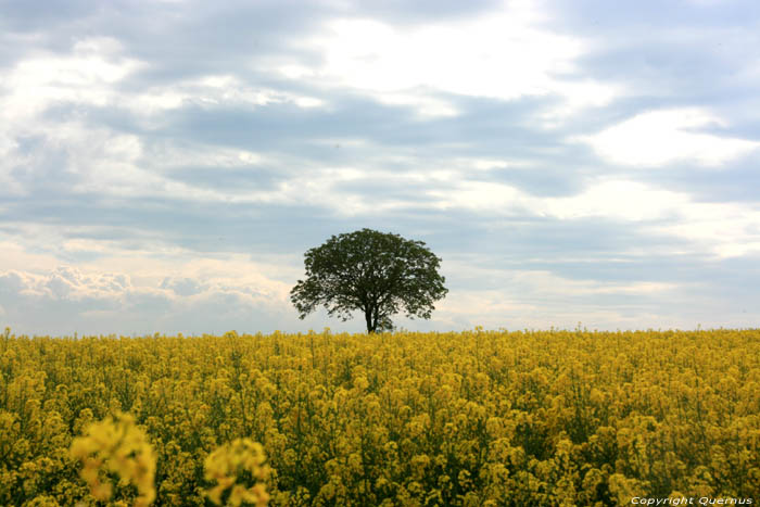 Landschap met Koolzaad Charroux / FRANKRIJK 