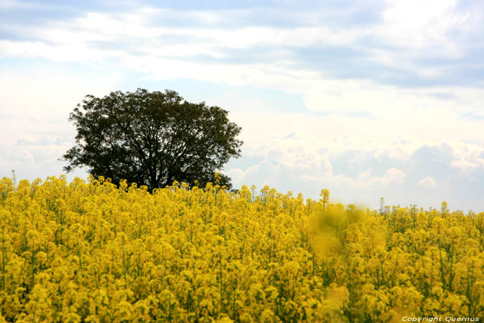 Paysage Charroux / FRANCE 