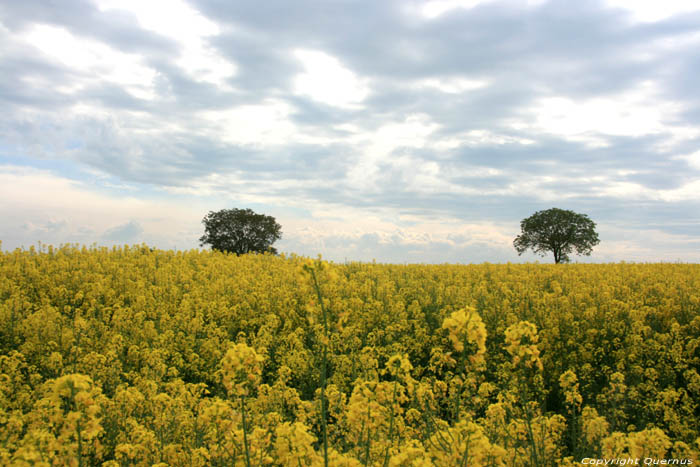 Landschap met Koolzaad Charroux / FRANKRIJK 