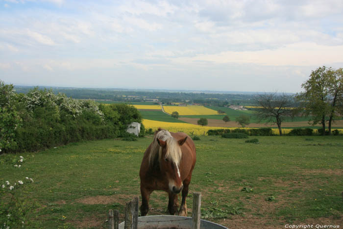 Landscape with Horse Charroux / FRANCE 