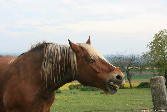 Landschap met Paard Charroux / FRANKRIJK 