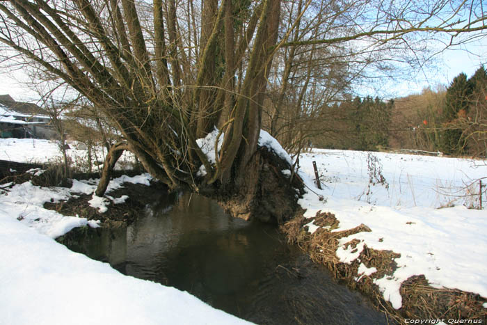 Wilg VAUCELLES / DOISCHE foto 