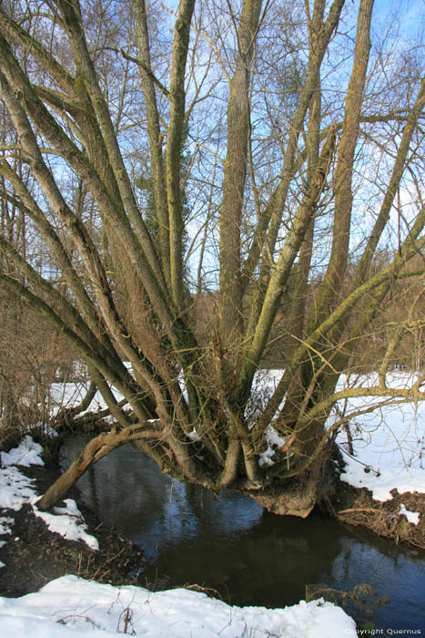 tree VAUCELLES in DOISCHE / BELGIUM 