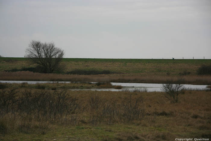 Zwarte Polder Breskens / Nederland 