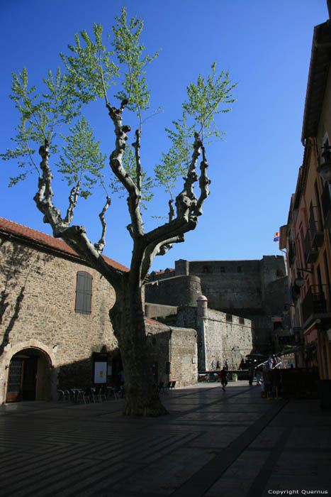 Plataan Collioure / FRANKRIJK 