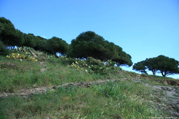 Cactussen aan Baai Paulilles Port Vendres / FRANKRIJK 