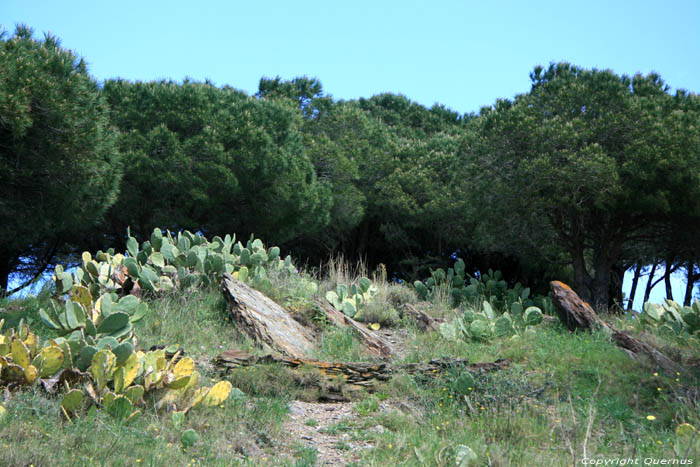 Cactussen aan Baai Paulilles Port Vendres / FRANKRIJK 