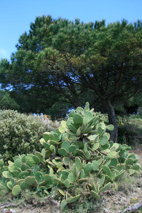 Cactusses close to Paulilles Bay Port Vendres / FRANCE 