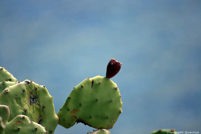 Cactussen aan Baai Paulilles Port Vendres / FRANKRIJK 