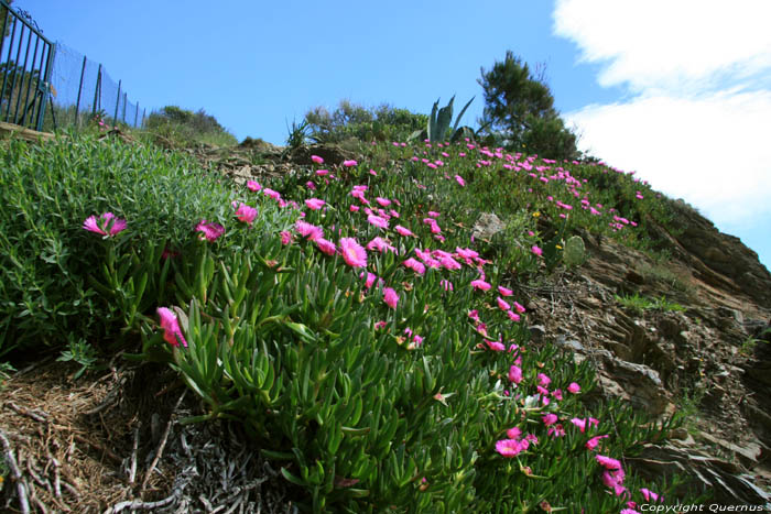 Fleures Port Vendres / FRANCE 