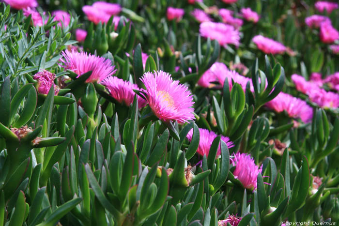 Bloemen Port Vendres / FRANKRIJK 