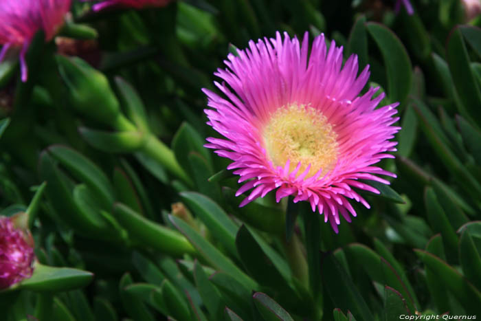 Bloemen Port Vendres / FRANKRIJK 