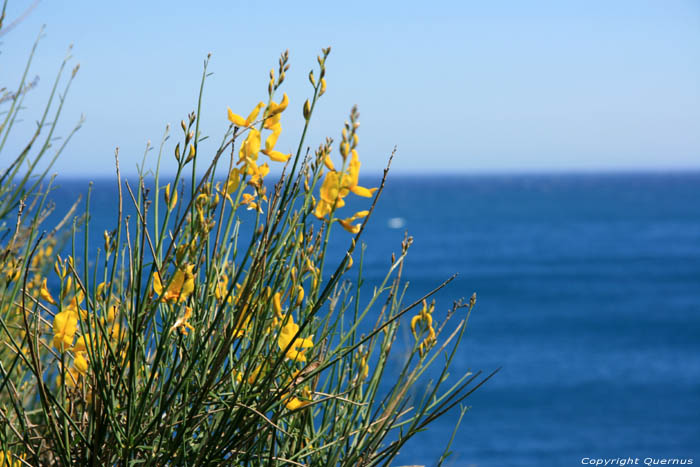 Fleures Jaunes Port Vendres / FRANCE 