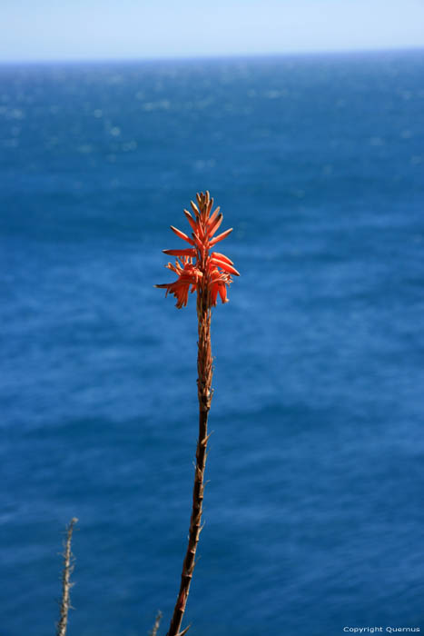 Cactus avec fleure Port Vendres / FRANCE 