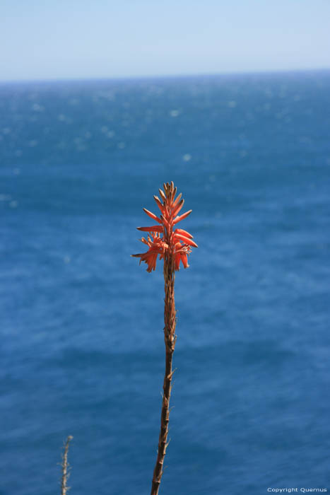 Cactus in bloei Port Vendres / FRANKRIJK 