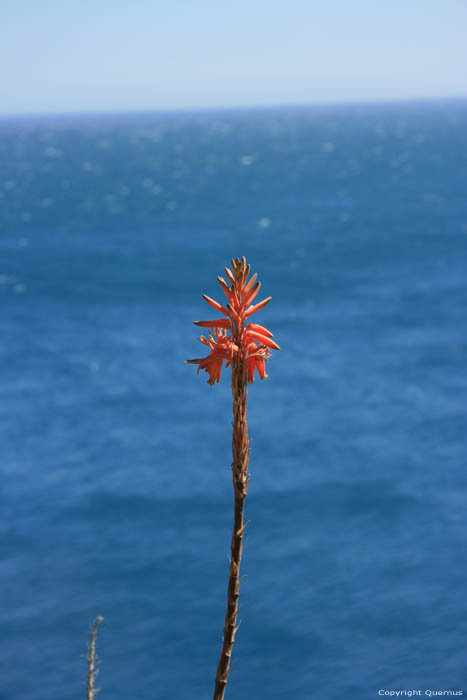 Cactus avec fleure Port Vendres / FRANCE 