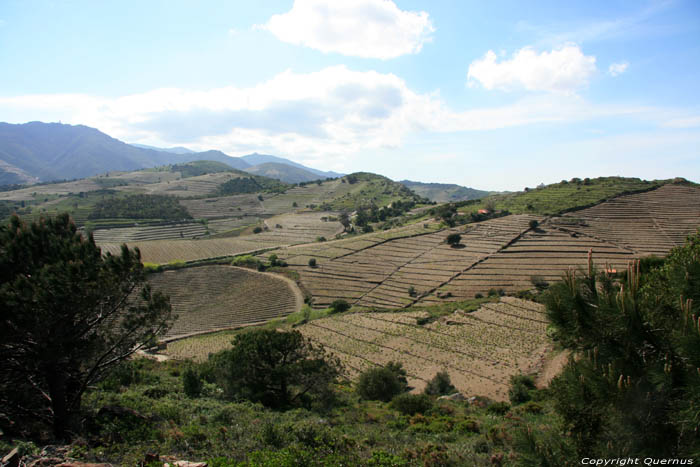 Wineyards Port Vendres / FRANCE 