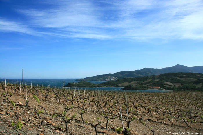 Wineyards Port Vendres / FRANCE 