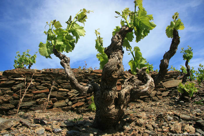 Wineyards Port Vendres / FRANCE 