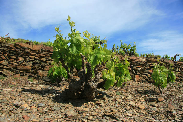 Wijngaarden Port Vendres / FRANKRIJK 