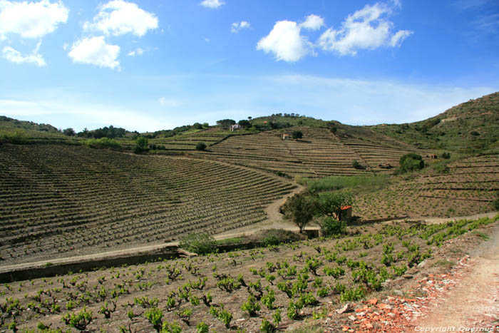 Wineyards Port Vendres / FRANCE 