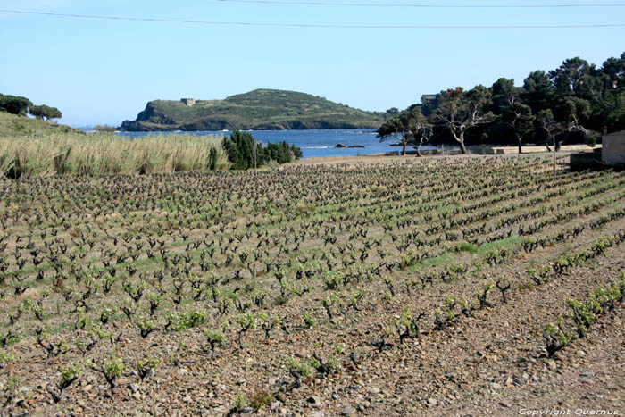 Wijngaarden Port Vendres / FRANKRIJK 