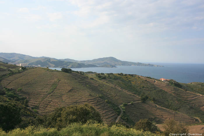 Wineyards of the Banyuls Cerbre / FRANCE 