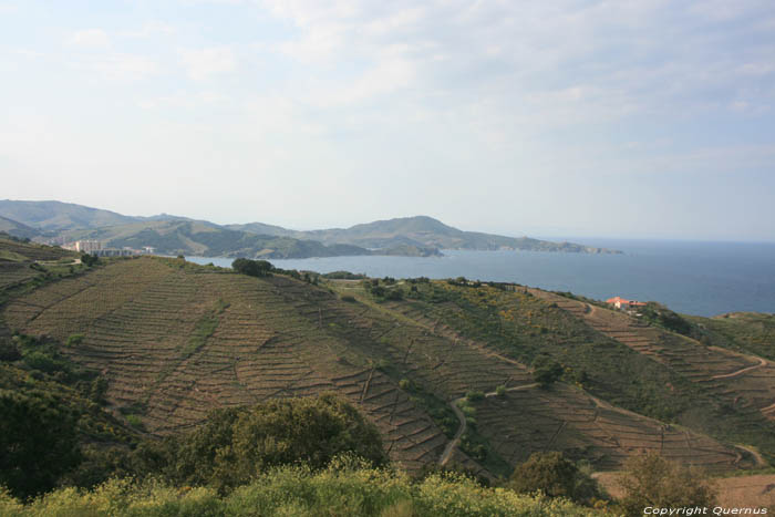 Wijngaarden van de Banyuls Cerbre / FRANKRIJK 