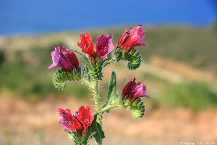 Bloem Cerbre / FRANKRIJK 