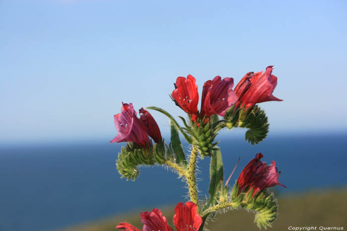 Bloem Cerbre / FRANKRIJK 