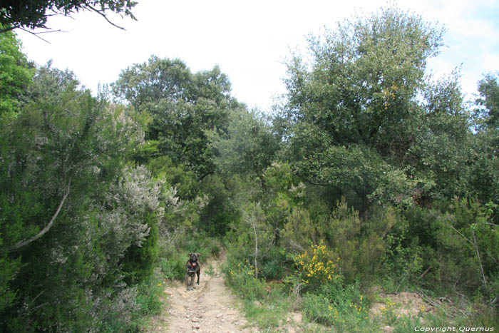 Chemin de promenade Laroques Les Albres / FRANCE 