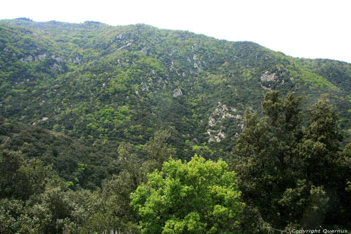 Town Forest of the Albres Laroques Les Albres / FRANCE 