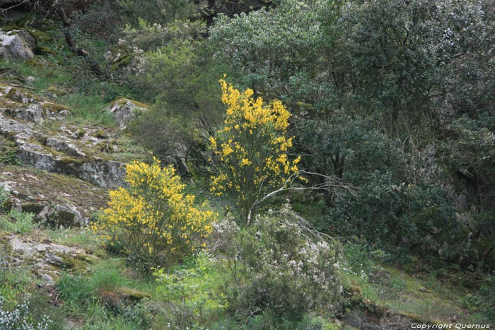 Town Forest of the Albres Laroques Les Albres / FRANCE 