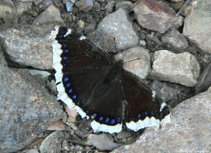 Gemeentebos van de Albres Laroques Les Albres / FRANKRIJK 