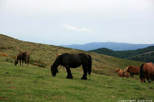 Chevaux Sauvages Estrenuby / FRANCE 