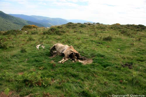 Cheval Mort Estrenuby / FRANCE 