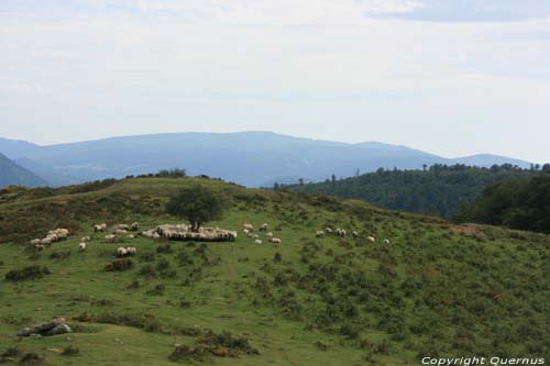 Arbre avec moutons Estrenuby / FRANCE 