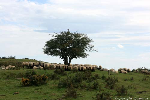 Arbre avec moutons Estrenuby / FRANCE 