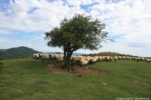 Boom met schapen Estrenuby / FRANKRIJK 