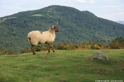 Boom met schapen Estrenuby / FRANKRIJK 