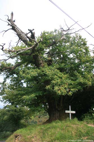 Old Tree Estrenuby / FRANCE 