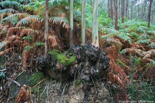 Eucalyptusbomen Cudillero / Spanje 