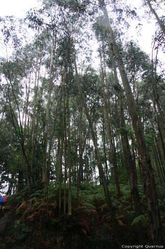 Eucalyptus trees Cudillero / Spain 