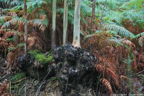 Eucalyptusbomen Cudillero / Spanje 