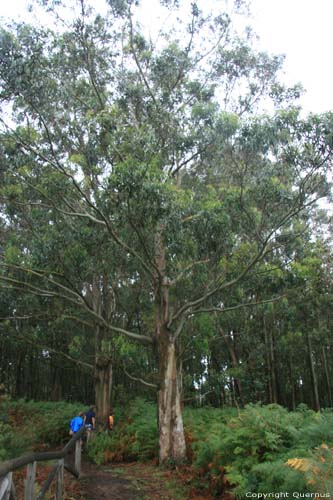 Eucalyptus trees Cudillero / Spain 
