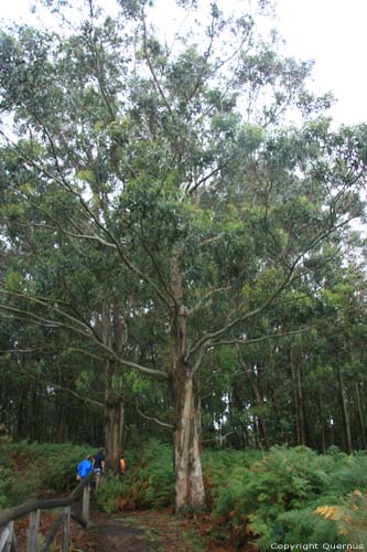 Eucalyptusbomen Cudillero / Spanje 